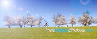 Flowering Trees In The Sun Stock Photo