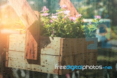 Flowerpot In The Rainy Season Stock Photo