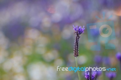 Flowers Stock Photo