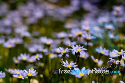 Flowers Stock Photo