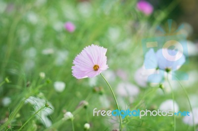 Flowers Stock Photo