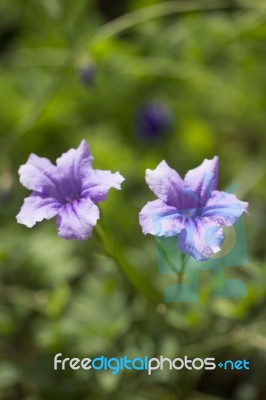 Flowers Stock Photo