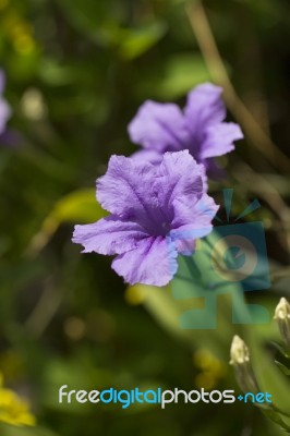 Flowers Stock Photo