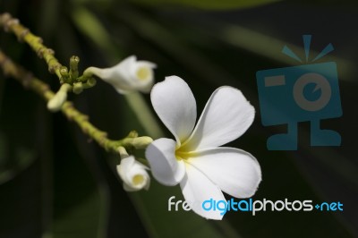 Flowers Stock Photo