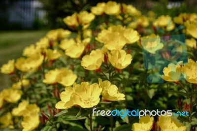 Flowers Stock Photo