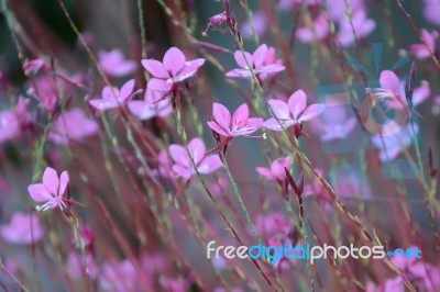 Flowers Stock Photo