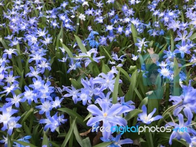 Flowers Stock Photo