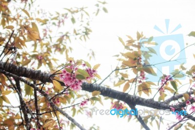 Flowers And Branches At Sky Stock Photo