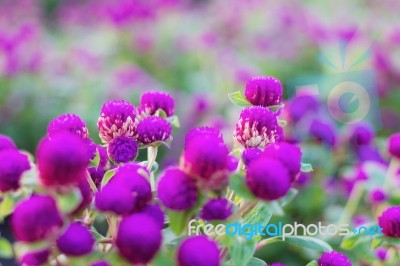 Flowers And Freshness In Garden Stock Photo