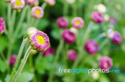 Flowers Bud Of Magenta Chrysanthemum Stock Photo