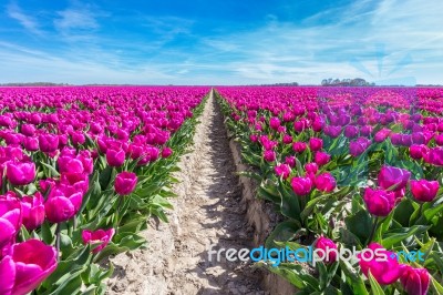 Flowers Field With Purple Tulips And Path Stock Photo