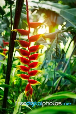 Flowers In Forests Of Asia Stock Photo