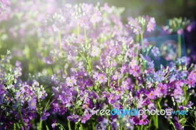 Flowers In The Garden Stock Photo