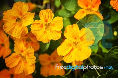 Flowers In The Garden Stock Photo