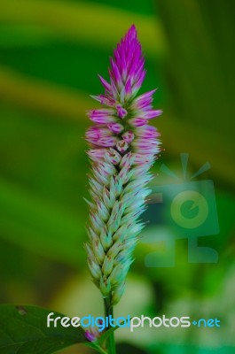 Flowers In The Garden Stock Photo