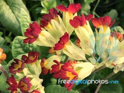 Flowers In The Garden Stock Photo