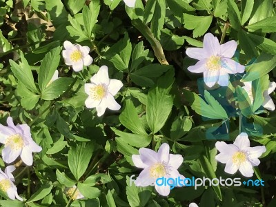 Flowers In The Garden Stock Photo