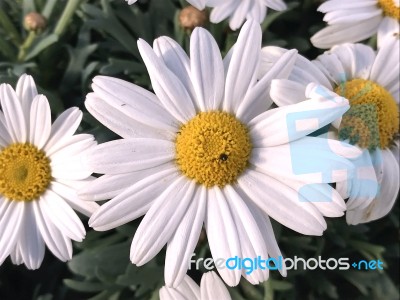 Flowers In The Garden Stock Photo