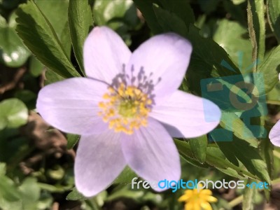 Flowers In The Garden Stock Photo