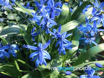 Flowers In The Garden Stock Photo