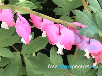 Flowers In The Garden Stock Photo