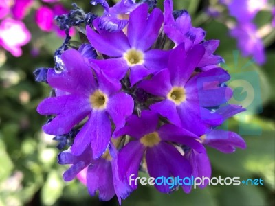 Flowers In The Garden Stock Photo