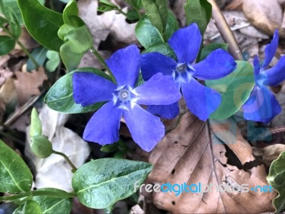 Flowers In The Garden Stock Photo