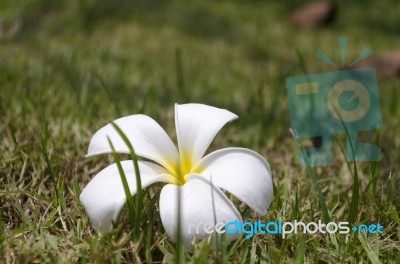 Flowers In The Grasses Field Stock Photo