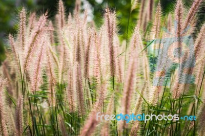 Flowers In The Meadow Stock Photo