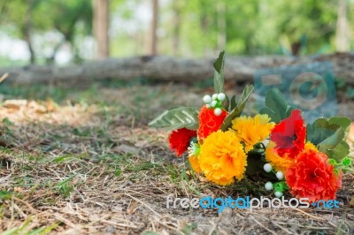 Flowers In The Park Stock Photo