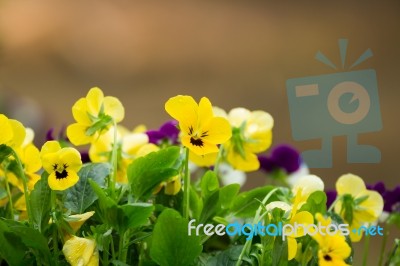 Flowers In The Small Garden, Blur Background Stock Photo