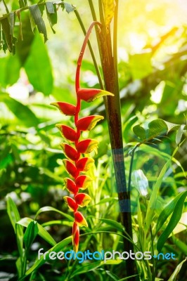 Flowers In Tropical Forests Stock Photo