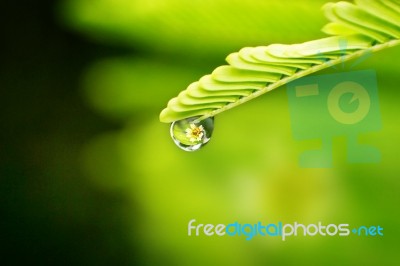 Flowers In Water Drops Stock Photo