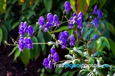 Flowers On Display At The Alnwick Garden Stock Photo