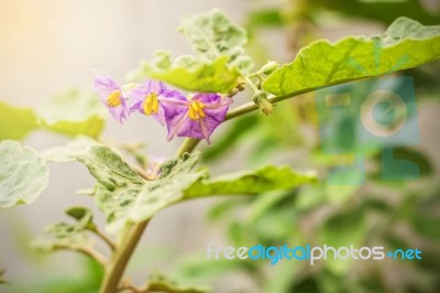 Flowers On The Tree Stock Photo