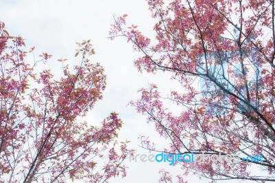 Flowers On White Background Stock Photo