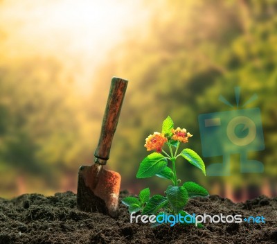 Flowers Plant And Gardening Tool Agaisnt Beautiful Sunlight In G… Stock Photo