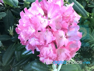 Flowers Rhododendron Stock Photo