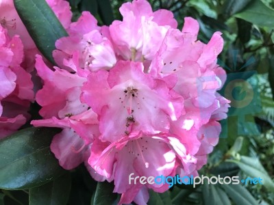 Flowers Rhododendron Stock Photo