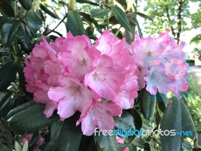 Flowers Rhododendron Stock Photo