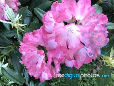 Flowers Rhododendron Stock Photo