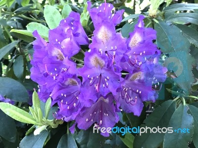 Flowers Rhododendron Stock Photo