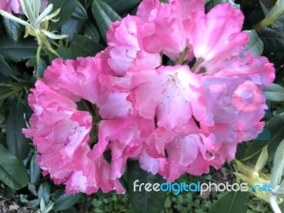 Flowers Rhododendron Stock Photo