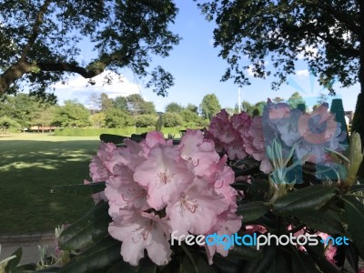 Flowers Rhododendron Stock Photo