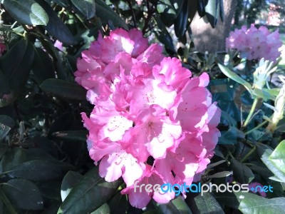 Flowers Rhododendron Stock Photo