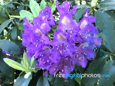 Flowers Rhododendron Stock Photo