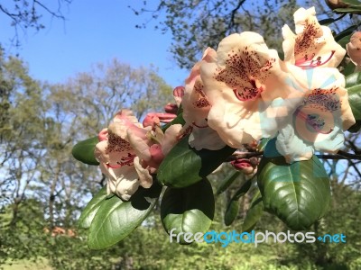 Flowers Rhododendron Stock Photo