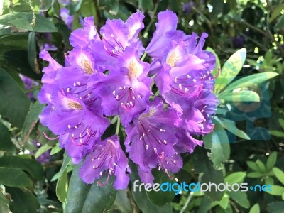 Flowers Rhododendron Stock Photo