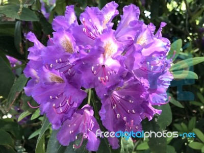 Flowers Rhododendron Stock Photo