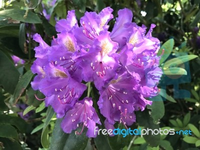 Flowers Rhododendron Stock Photo